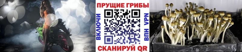 Купить закладки  Нефтеюганск  Галлюциногенные грибы Magic Shrooms 